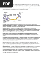 Neuronas