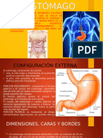 ESTÓMAGO (Anatomía Descriptiva)