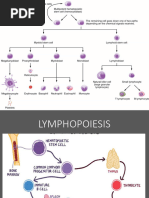 LYMPHOPOIESIS