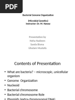 Bacterial Genome Organization