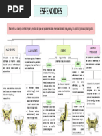 Tema 7 Hueso Efenoides