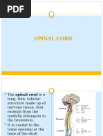 Review of Neuroanatomy Cerebral Cortex