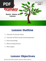 CHAPTER 4 - Primary Plant Body (Root, Stem & Leaves)