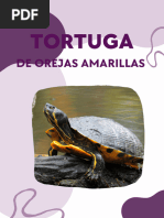 Tortuga de Orejas Amarillas