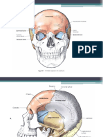 Skull Complete 125150