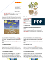 Ficha Sobre La Nutricion de Las Plantas