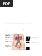 LW13 Urinary System