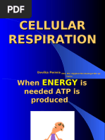 Cellular Respiration