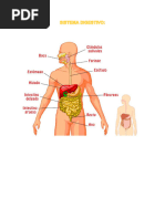 Sistema Digestivo