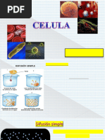 CELULA2-Nahun