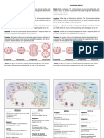 Mitosis and Meiosis Grade 7