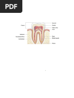 Tooth