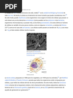 Célula - Wikipedia, La Enciclopedia Libre