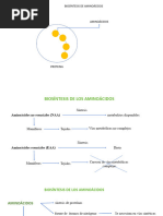 Biosíntesis de Aminoácidos. Noviembre 2023