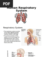 Human Respiratory