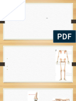 Appendicular Skeleton