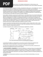 Metabolismo de Lipidos Oiginal