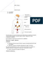 Sistema Endócrino