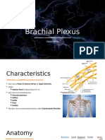 Brachial Plexus