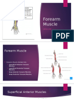 Forearm Muscle (Complete)