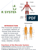 Unit 14 Muscular System