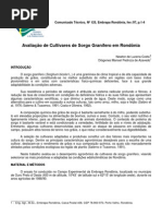 Avaliação de Cultivares de Sorgo Granífero em Rondônia