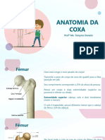 Anatomia Da Coxa