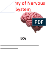 Dr. Islam Omar Nervous System