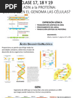 Clase 18 - Transcripción - Procesamiento de Arn