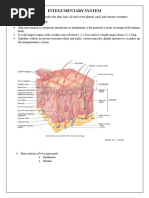 Integumentary System