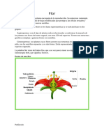 Flor - Trabajo de Investigacion