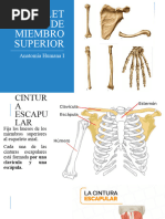 Esqueleto de Miembro Superior