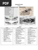 Craneo y Esqueleto Axial