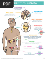 Med Surg of The Endocrine System