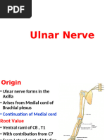 Ulnar Nerve 20.11.24