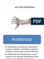 Musculos - Del - Antebrazo 2