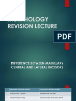 Tooth Morpho Differences PDF