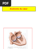 Anatomie Du Coeur Ali Abas