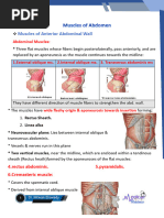 Abdominal Ms