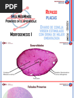 GÉNESIS Placas de Primer Parcial