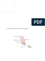 Power Lab Exercise - Breathing 