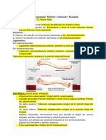 Anatomia MMSS