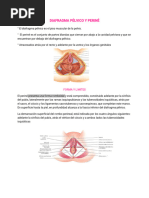 DIAFRAGMA PÉLVI-WPS Office