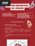 6. Anatomia microscópica del corazón