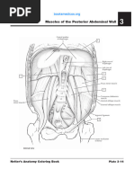 pelvis-4