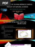 BIO 3110 PRESENTATION ( Kreb Cycle) (Final)