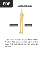 i                             RADIUS  AND ULNA