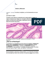 Histología apuntes 