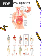 Sistema Digestivo, 5to