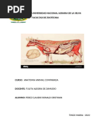 Anatomia 1